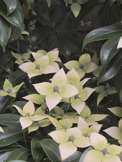 bwisegardening: Around The Garden World - Day 58 (Asheville, NC)