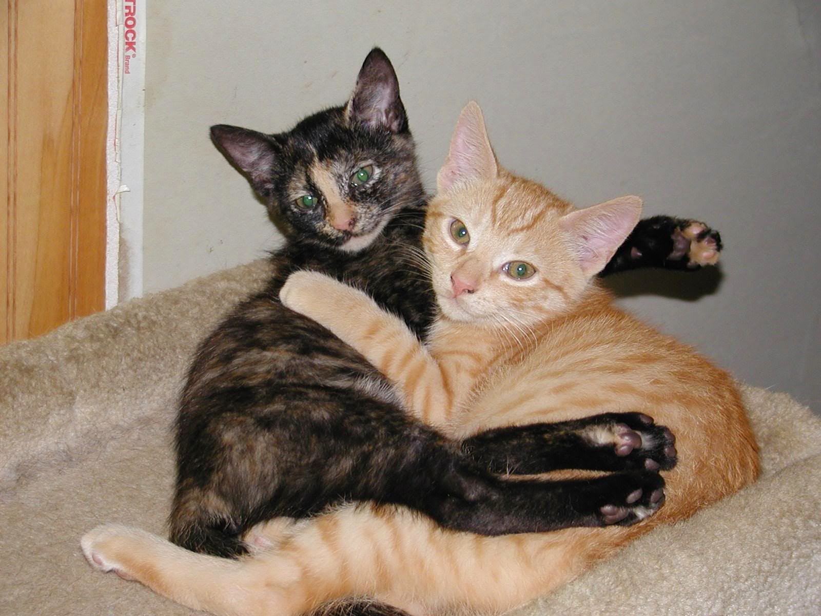 Animals Hugging HD Wallpapers (14 Cute Animals Hugs Pictures, Images)