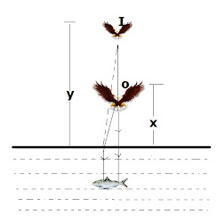 how to stop birds flying down chimneys 1