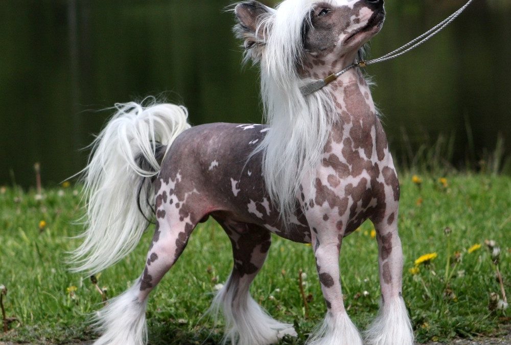 Crestado chino, el más vistoso del