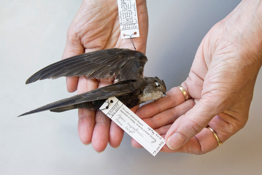 BC Rare Bird Alert The FIRST record of a HOUSE SWIFT in the Americas