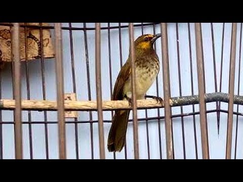 500 Gambar Burung Rengganis Hd Infobaru
