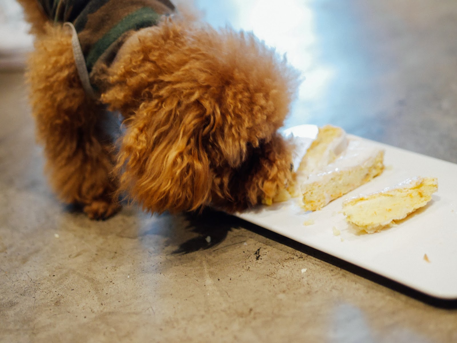 30 Hilariously Adorable Photos Of Goldendoodles