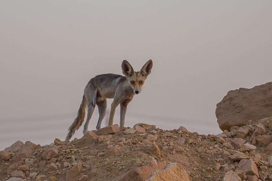 Birds of Saudi Arabia: Two different Arabian Red Foxes – Dhahran Hills