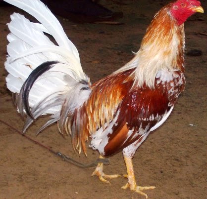 gallo cubano  puerto riqueño 