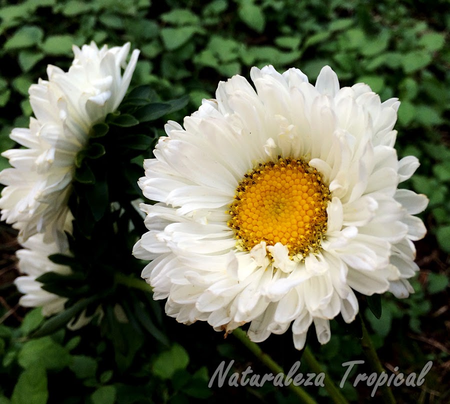 Variedad blanca de la Reina de las Margaritas o Extrañarosa, Callistephus chinensis