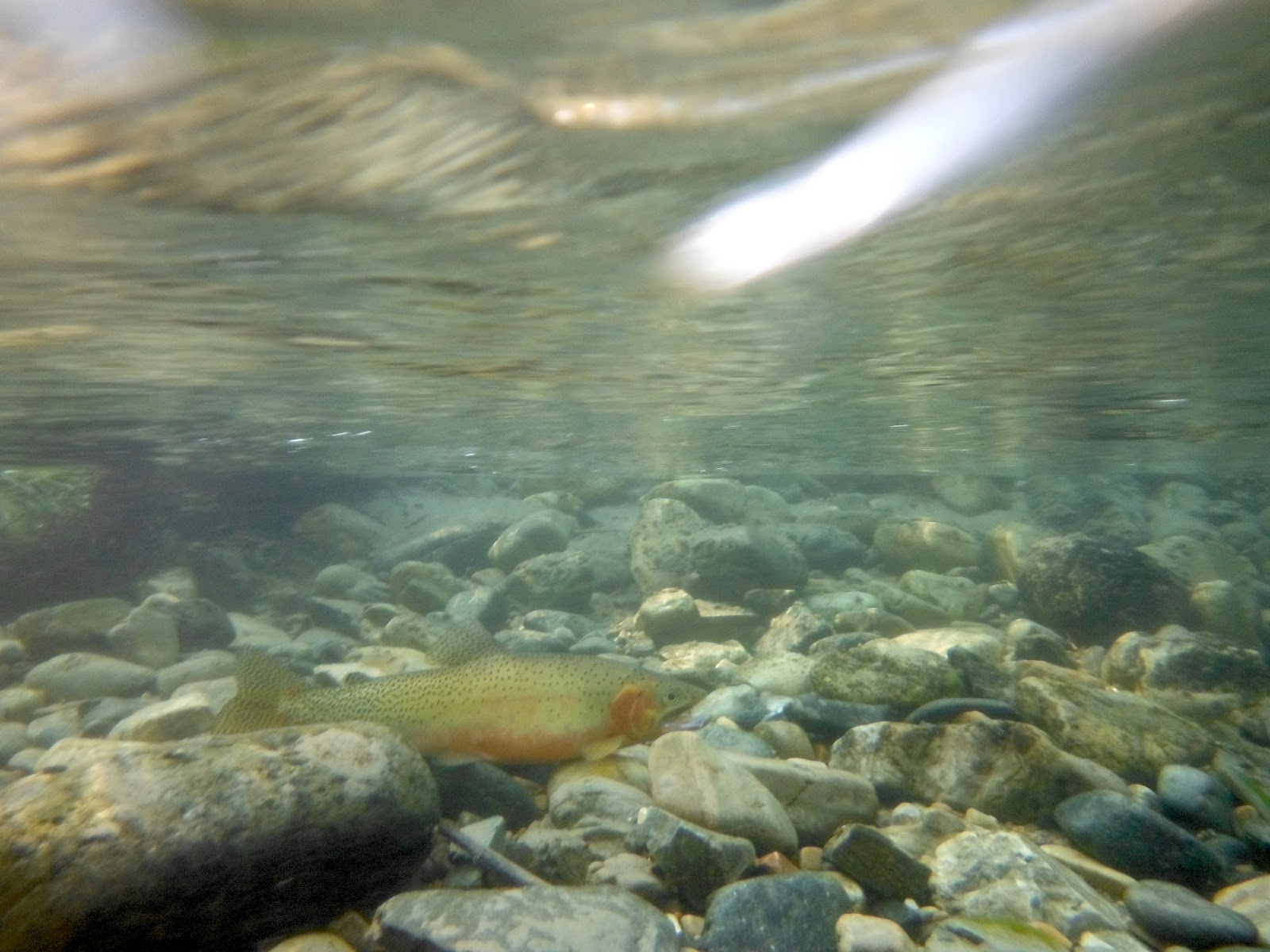 Does Insurance Cover Post Exposure Rabies Shot Does