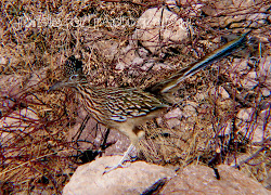 roadrunner birds greater bend western texas illinois northern saw ever park ranch