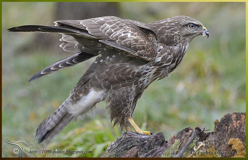Buzzards and Photoshop tutorial OIS BuseVar D5200E 7698 090214