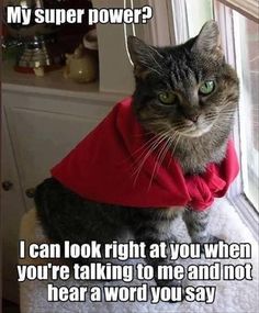 funny cat pictures