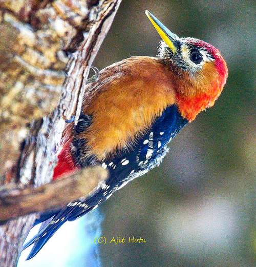 Rufous-bellied woodpecker - Dendrocopos hyperythrus