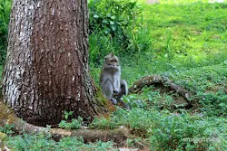 curug nangka bogor