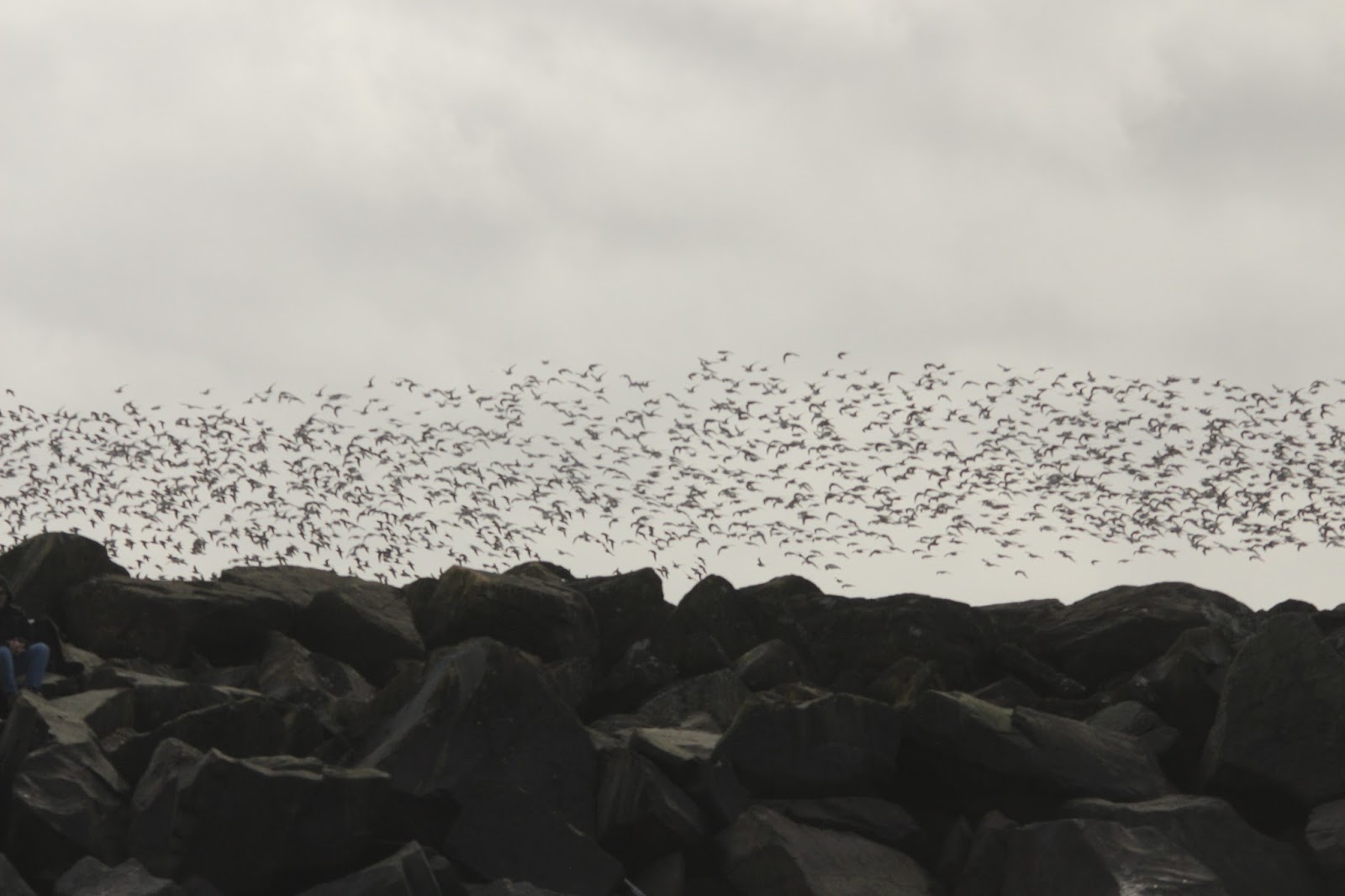 Out and About Oregon Birds: February 2016