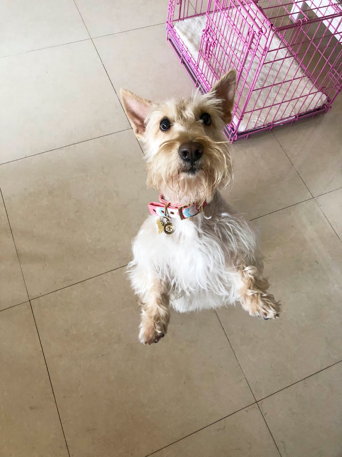 Florida Dog Walkers and Pet Sitters Miami Doggie Daycare & Boarding