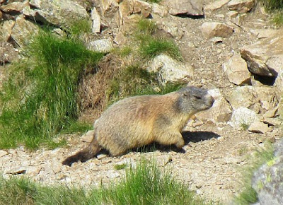 Świstak tatrzański (Marmota marmota latirostris).