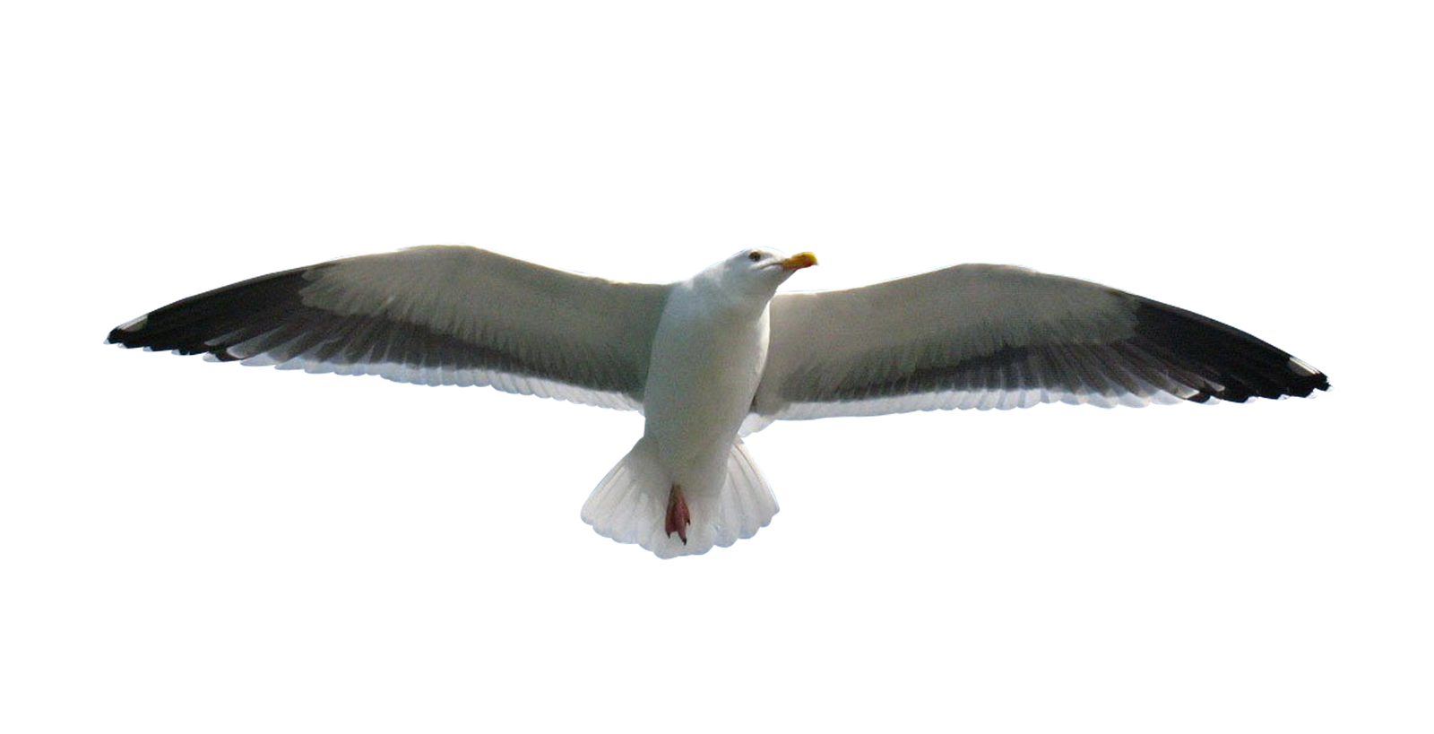 Чайка картинка пнг