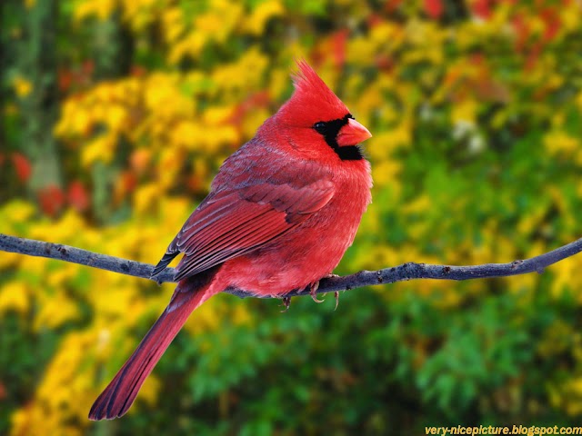 Birds wallpaper hd, Nice Wallpapers | Nature Wallpaper Download 