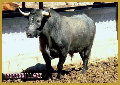 Diferentes razas de toros - Página 2 1794790_702820466502058_3727839809068436236_n