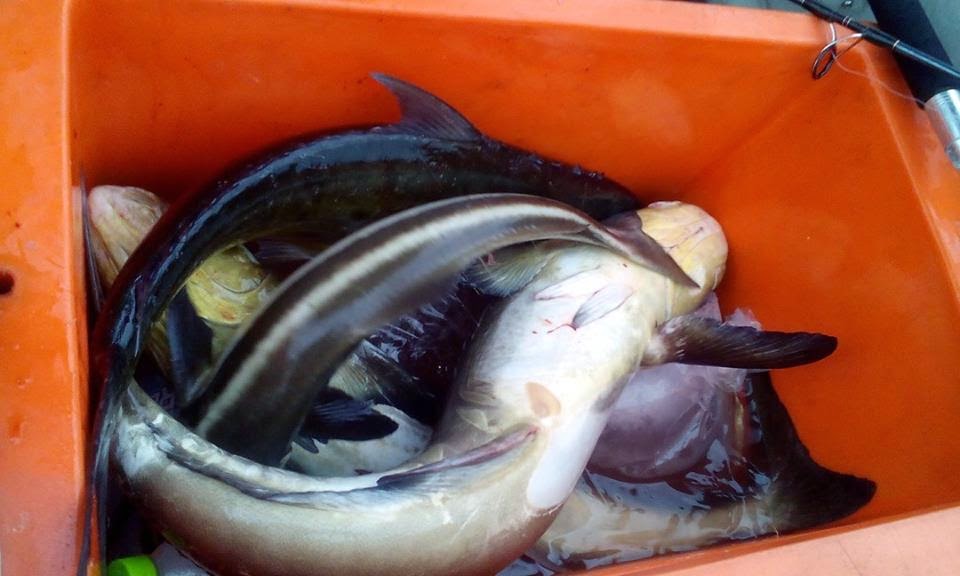 Harga Ikan Haruan Tasik : #Fishing #HaruanTasik #GabusLaut Haruan Tasik