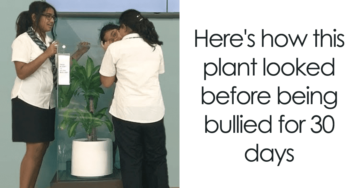 Students Bullied A Plant As Part Of An IKEA Experiment, And The Result Is Unbelievable!