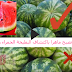 كيف تميز البطيخة الحمراء والحلوة بطريقة علمية - فيديو