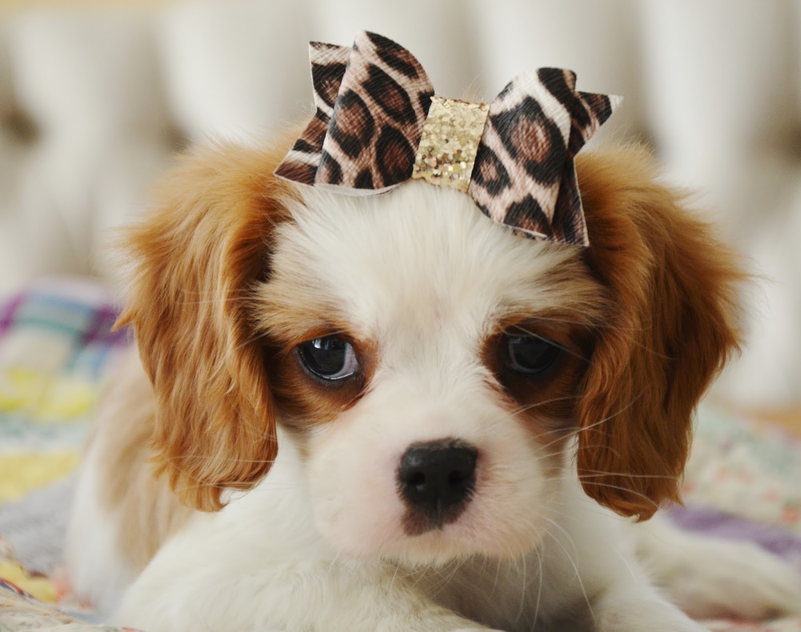 Alabama Toys & Teacups