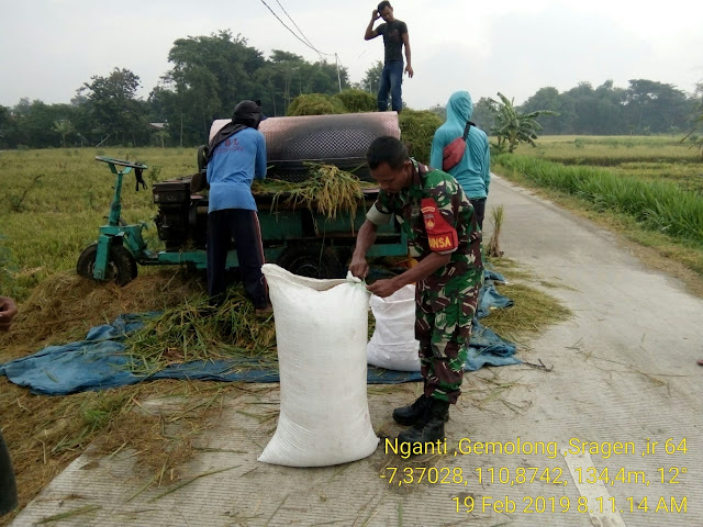 Babinsa Kalangan Dampingi Petani Panen padi