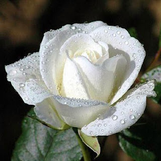 Bunga mawar putih yang segar