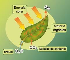 Componentes de la fotosintesis