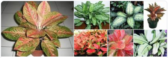 38 Tanaman Hias Polybag Penghasil Uang Banyak Yang Menjanjikan