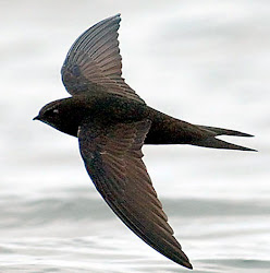swifts swift bird birds durham flying british university biodiversity survey common swallows martinet flight africa rspb oiseaux apodidae repairs squeezed