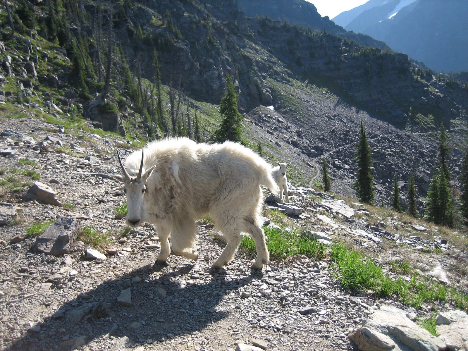 Steps in the Right Direction Day 11 Sperry Chalet, Gunsight Pass to