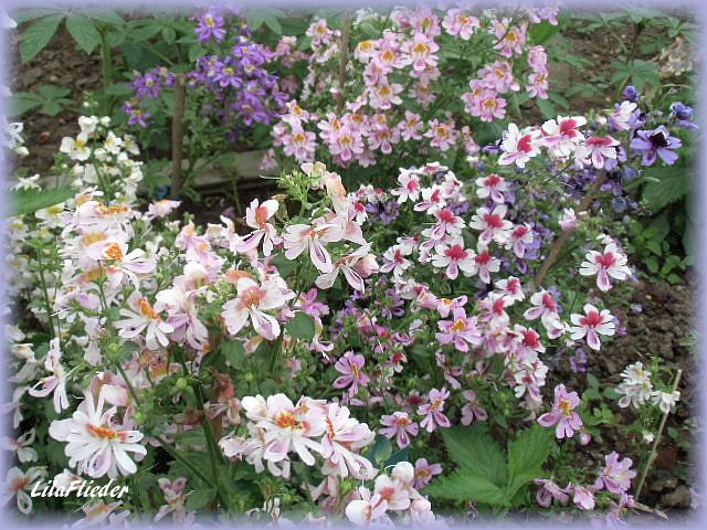 Lila Flieder Garten Bauernorchidee Tinkerbell