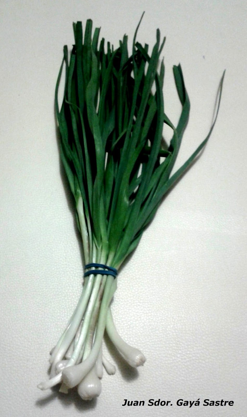 AL FUM DE LA XIMENERA ALL PORRO / AJO PUERRO