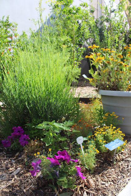 Star Nursery Blog: Stunning Herb Garden Ideas You'll Want to Steal