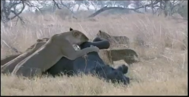 Singa Memangsa Gajah di Afrika