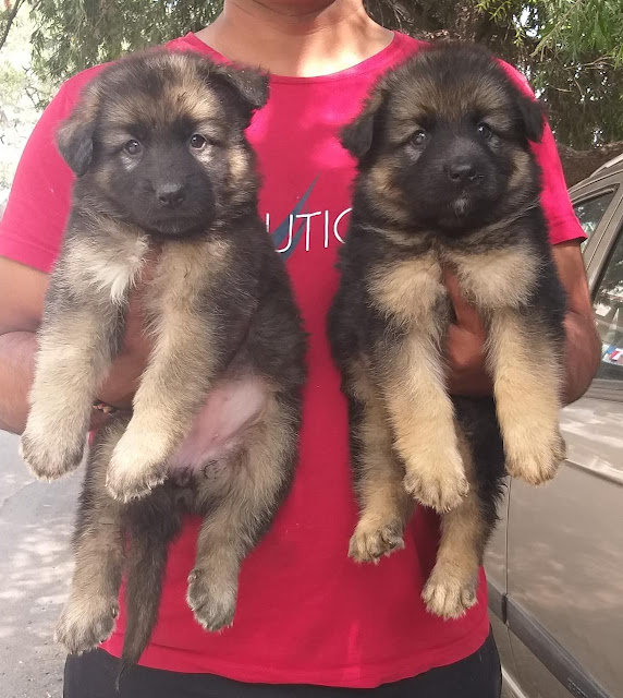 Dog Breeders In Bangalore 