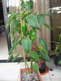 La regadera verde: Huerto primavera-verano II Fichas hortícolas