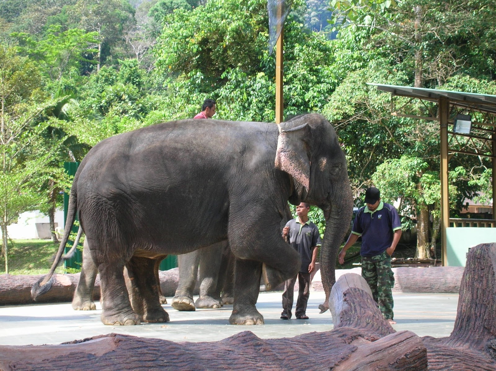 Kuala Lumpur Short Getaway Day trip to Kuala Gandah Elephant Sanctuary