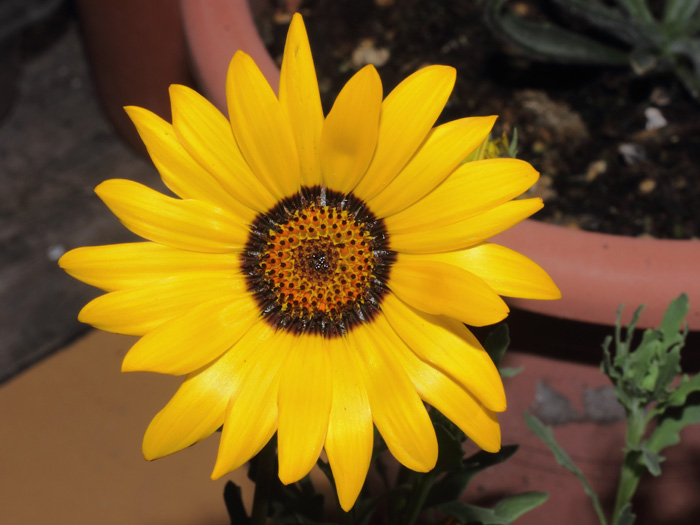 El Jardín Sucronense: Dos nuevas margaritas amarillas