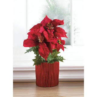 Everlasting Poinsettia Plant - Giftspiration