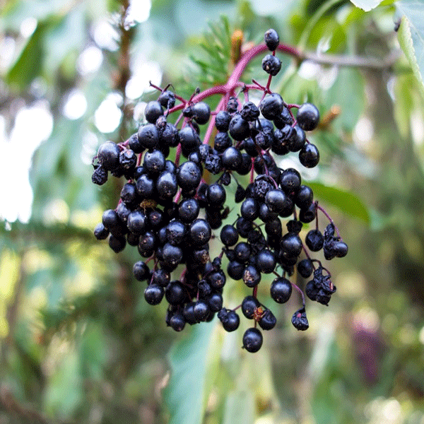 manfaat-buah-elderberry