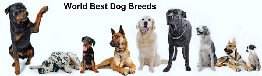 World Best Dog Breeds
