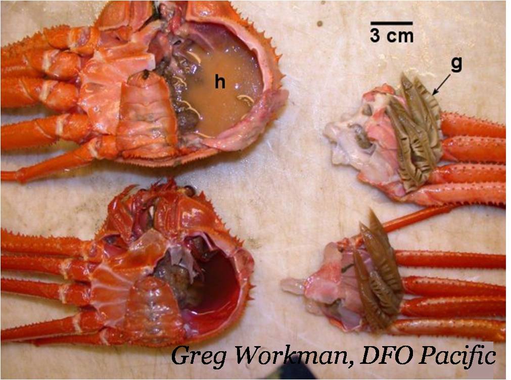 Какие жабры у рака. Анатомия Камчатского краба. Строение краба. Строение Камчатского краба.