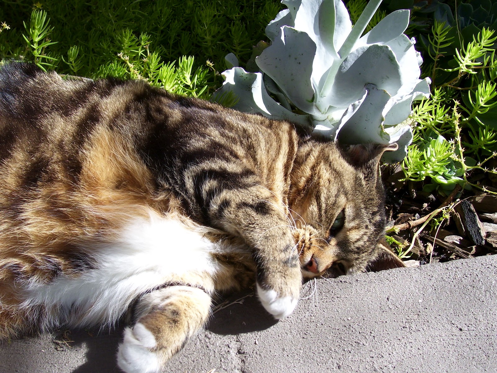 Cooinda Cat Resort Kitty Kapers Cats Sleep Anywhere Poem