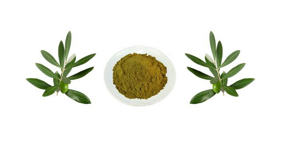 Olive Leaves Extract Oleuropein Extract