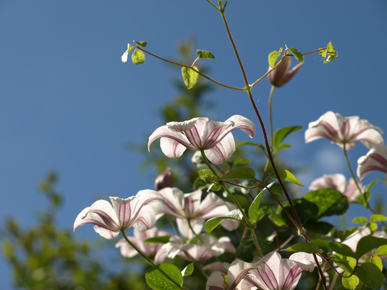 Trädgård i torslanda: clematis huldine