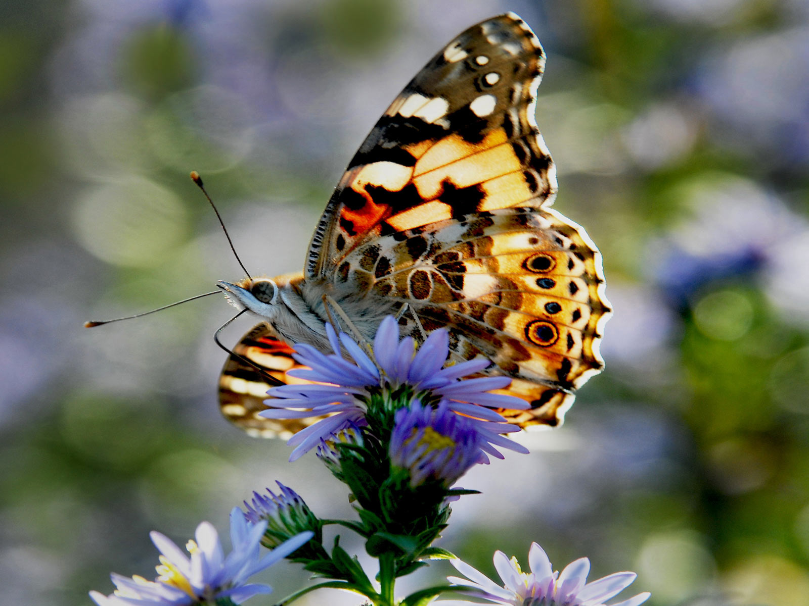 Картинка день бабочек. Бабочка на цветке. День бабочек. Живые бабочки. Нежность бабочки.