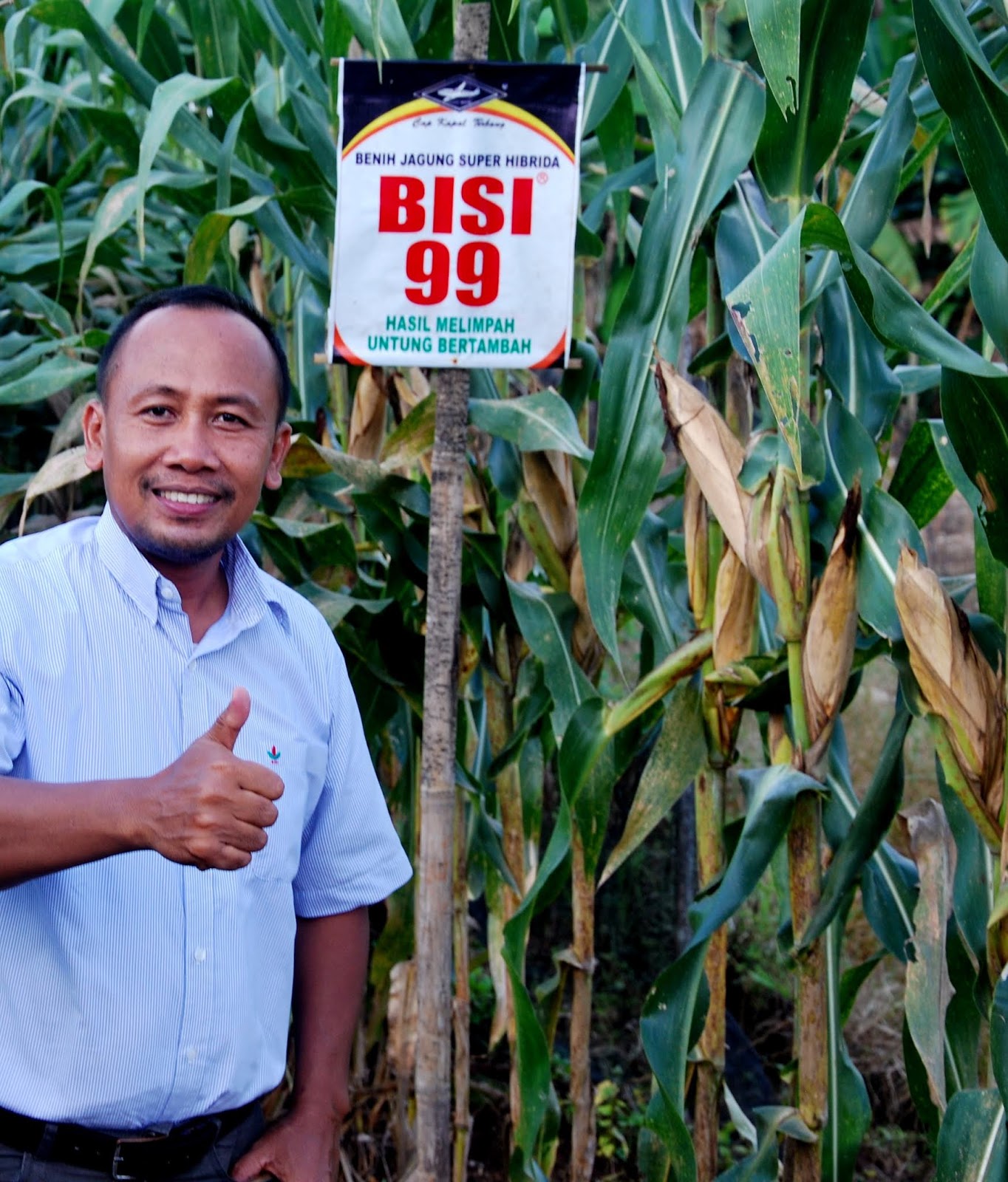Bisi 99 Kering Atau Basah Tidak Jadi Masalah Bisi International