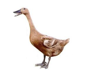 Angka Erek Erek Bebek 2d 3d 4d Dalam Buku Mimpi Angka Erek Erek Bebek 2d 3d 4d Dalam Buku Mimpi